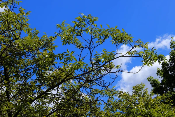 Fondo Naturaleza Foto Naturaleza Del Árbol Fondo Verde Hojas Sobre —  Fotos de Stock