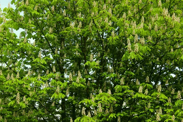 Abstract Nature Background Botanical Beauty Cropped Shot Chestnut Tree — Stock Photo, Image