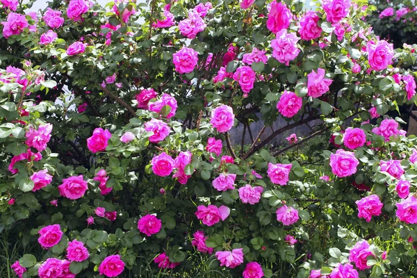 Roze Rozen Buitenshuis Achtergrond Van Prachtige Natuur — Stockfoto