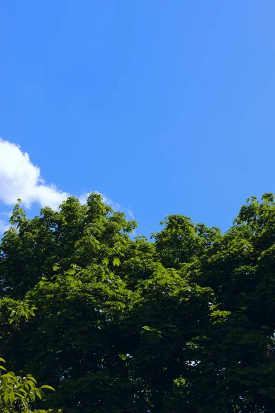 Natuur Achtergrond Natuur Foto Van Boom Groene Achtergrond Van Bladeren — Stockfoto