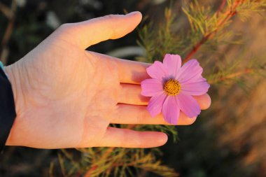 Bir Flower.Cropped tek bir el ve pembe çiçek tutan bir el atış kırpılmış. İnsanlar, doğa kavramı. Güzel doğa arka plan.
