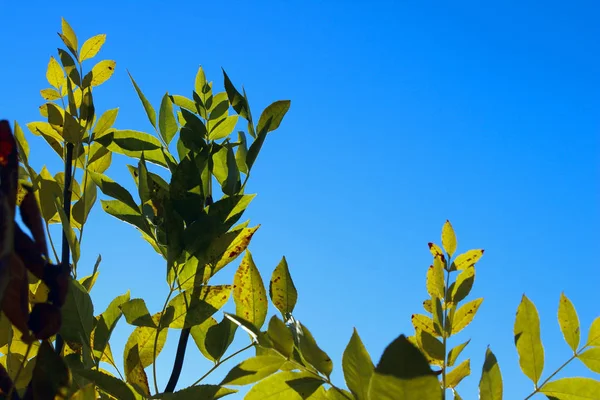 Groene Bladeren Blauwe Hemelachtergrond Achtergrond Van Prachtige Natuur Met Een — Stockfoto