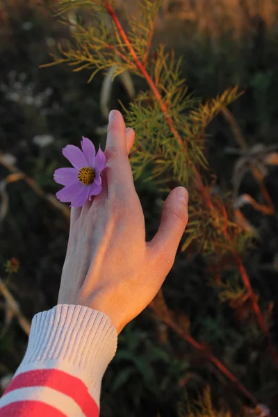 Colpo Ritagliato Una Mano Femminile Che Tiene Fiore Colpo Ritagliato — Foto Stock