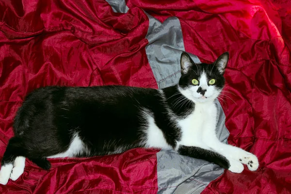 빨간색 배경에 턱시도 고양이입니다 고양이 침대에서 고입니다 개념입니다 고양이 잘립니다 — 스톡 사진