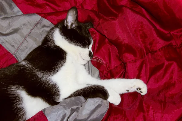 Gato Smoking Sobre Fundo Vermelho Gato Dormindo Cama Animais Conceito — Fotografia de Stock