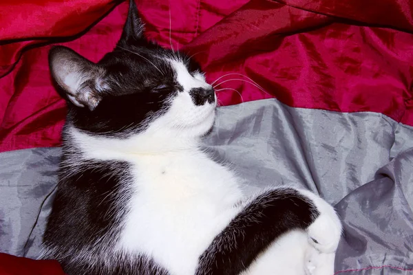 Σμόκιν Γάτα Κόκκινο Φόντο Γάτα Που Κοιμάται Στο Κρεβάτι Ζώα — Φωτογραφία Αρχείου