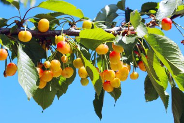 Kiraz dal kırpılmış bir kadeh. Sarı ve kırmızı kiraz arka plan gökyüzü mavi üzerinde. Renkli doğa arka plan. Tatlı kiraz dal mavi gökyüzü arka plan üzerinde.
