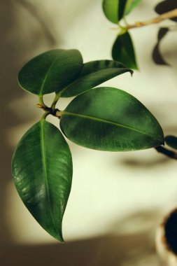 Yeşil yapraklı bitki dalı. Soyut doğa arka plan. Yeşil yaprakları arka plan.