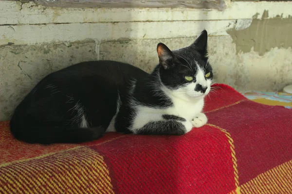 Animali Concetto Animali Colpo Tuxedo Cat Gatto Sdraiato — Foto Stock