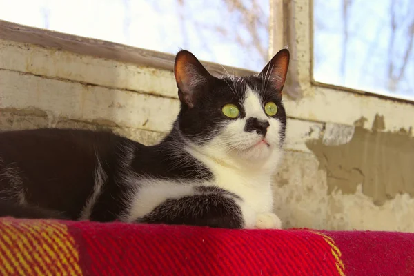 Animales Concepto Mascotas Tiro Recortado Gato Esmoquin Gato Mintiendo — Foto de Stock