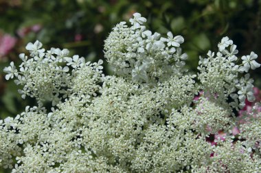 Küçük çiçekler açan beyaz. Güzel doğa arka plan. 