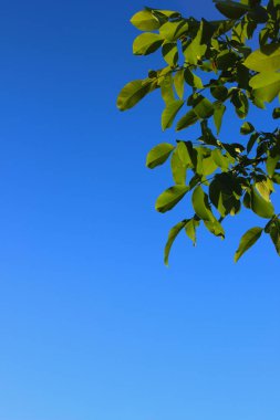 Yeşil mavi gökyüzü arka plan üzerinde bırakır. Güzel doğa arka plan kopya alanı metin için bir sürü.