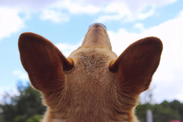 空を見上げ犬のショットをトリミングするには コンピューターの背面します 野良犬をクローズ アップ 動物の日コンセプト — ストック写真