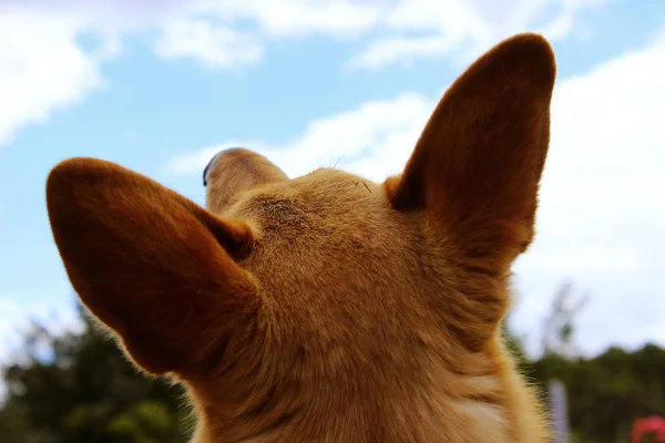 Beskuren Bild Hund Som Tittar Mot Himlen Bakifrån Herrelös Hund — Stockfoto