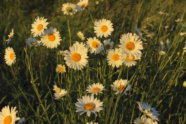 Przycięte Zdjęcie Kwiaty Białe Rumianek Tle Piękna Łąka Rumianek Kwiaty — Zdjęcie stockowe