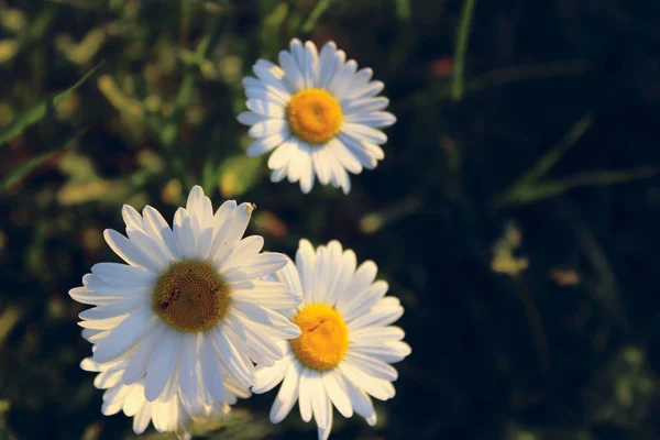 Colpo Ritagliato Una Camomilla Bianca Fiori Bellissimo Sfondo Prato Fiori — Foto Stock