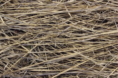 Arka plan doku. Kuru ot arka plan kopya alanı metin için bir sürü ile. Soyut doğa duvar kağıdı. 