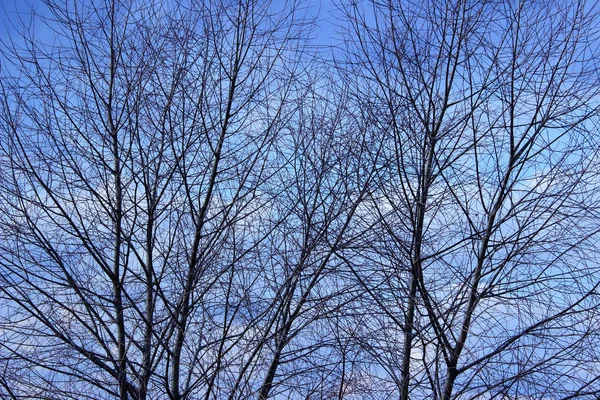 Abstract Nature Background Cropped Shot Branches Blue Sky Background Cropped — Stock Photo, Image