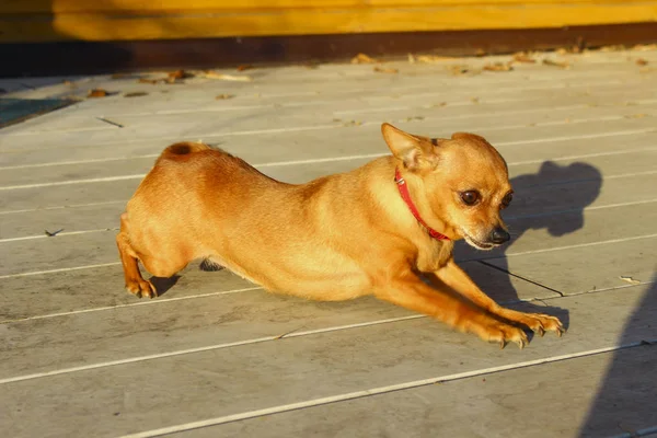 Chihuahua Dog Practice Yoga Pose. Cute Little Dog Outdoors. Small Dog Over Wooden Background. Downward Facing Dog Pose. Animals, Pets Concept.
