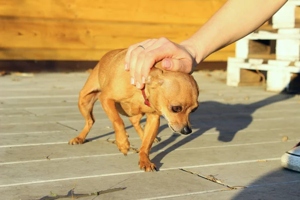 Perro Pequeño Acariciando Mano Femenina Mascotas Concepto Animales Propietario Mascota —  Fotos de Stock