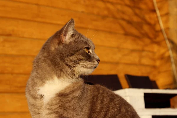 Ahşap Arka Plan Üzerinde Oturan Bir Kedi Kadeh Kırpılmış Tekir — Stok fotoğraf
