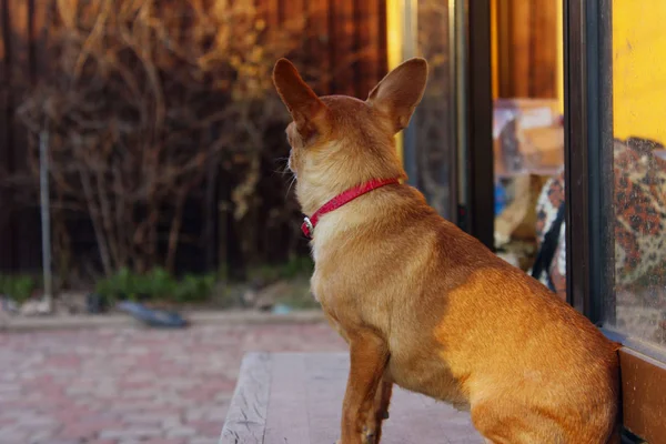 Симпатичная Собачка Сидит Ждет Хозяина Домашние Животные Аниме Chuahua Dog — стоковое фото
