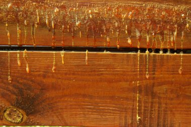 Ahşap doku arka plan. Ahşap paneller, yakın çekim. Ahşap tahta üzerinde sarı reçine. 