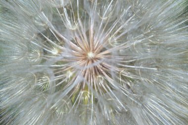 Bulanık çekim karahindiba çiçek, bulanık doğa arka plan doku. Bulanık soyut doğa.