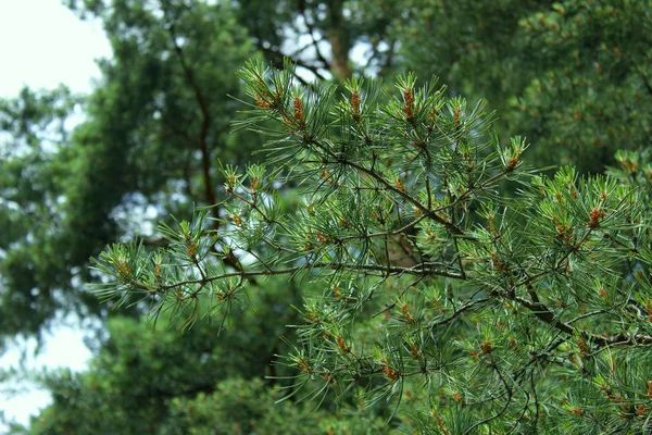 Prise Vue Sur Une Branche Pin Nature Verte Contexte Gros — Photo