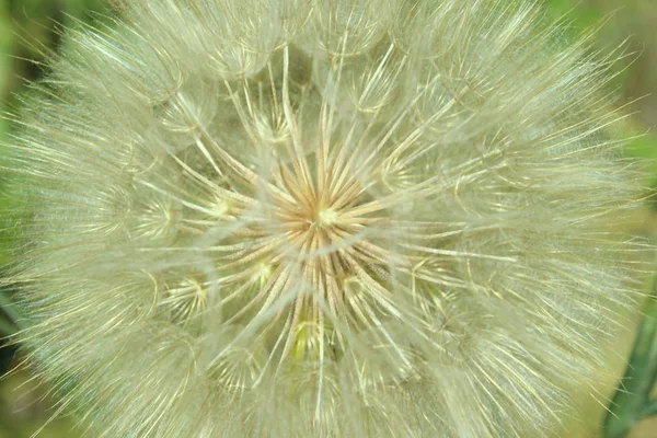 Blurred Shot Dandelion Flower Blurred Nature Background Texture Inglés Naturaleza —  Fotos de Stock