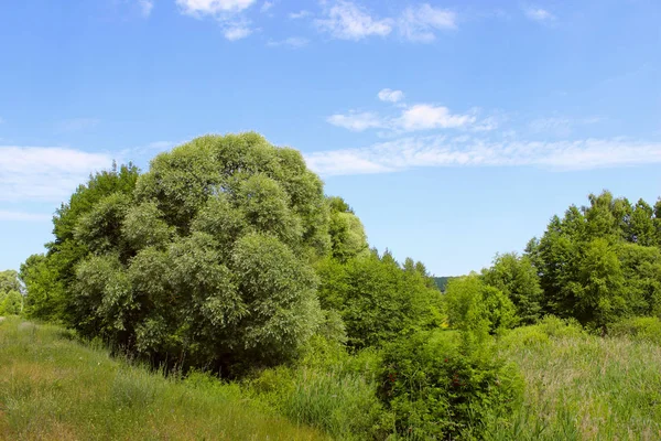 Bela Paisagem Fundo Árvores Verdes Prado Sobre Céu Azul Fundo — Fotografia de Stock