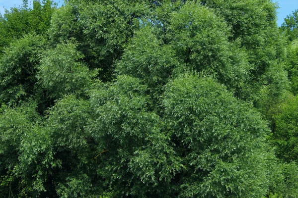 Вырубленные Верхушки Деревьев Аннотация Nature Background Зеленые Листья Деревьях Природный — стоковое фото
