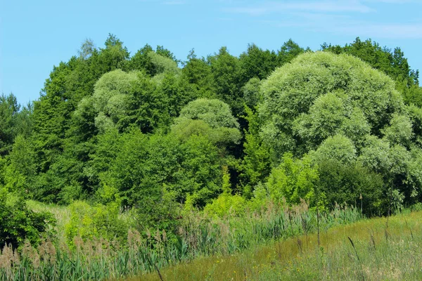 Beau Paysage Arrière Plan Arbres Verts Prairie Sur Fond Ciel — Photo