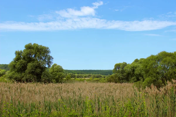 Beau Paysage Arrière Plan Arbres Verts Prairie Sur Fond Ciel — Photo