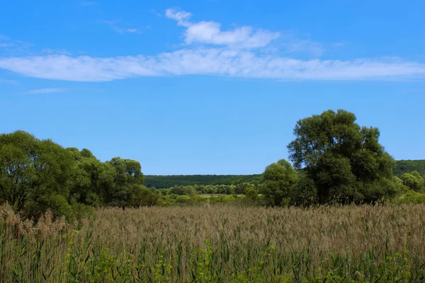 Beau Paysage Arrière Plan Arbres Verts Prairie Sur Fond Ciel — Photo