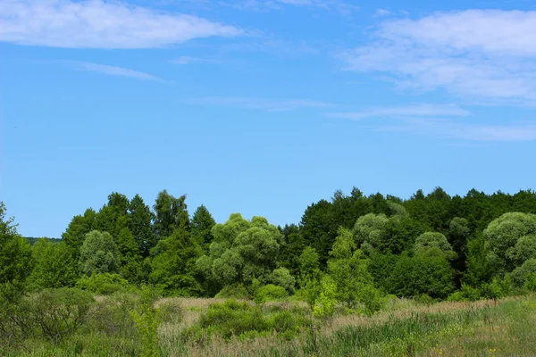 Ландшафтный Фон Зеленые Деревья Луг Над Голубым Небом Фон Пейзаж — стоковое фото