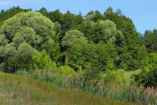 Beau Paysage Arrière Plan Arbres Verts Prairie Sur Fond Ciel — Photo