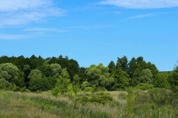 Beau Paysage Arrière Plan Arbres Verts Prairie Sur Fond Ciel — Photo