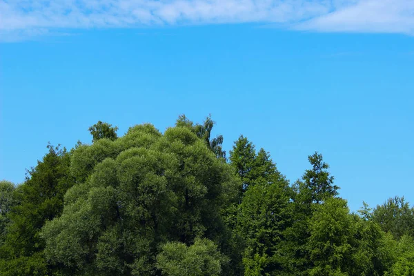 Beautiful Landscape Background.  Green Trees, Meadow Over Blue Sky Background. Landscape Photo - Green Field, Clouds And Blue Sky. Nature, Ecology, Travel Concept.