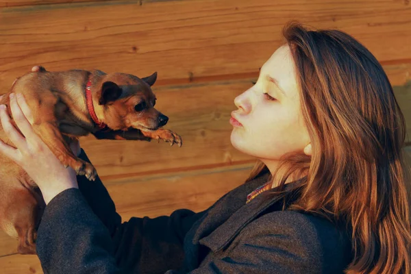 Young Girl Holding Little Dog Wooden Background Owner Pet Pretty — Stok fotoğraf