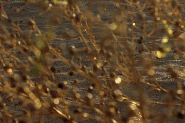 Bulanık doğa arka plan. Botanik güzelliği. Güzel doğa arka plan. 