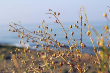 Bulanık doğa arka plan. Botanik güzelliği. Güzel doğa arka plan. 