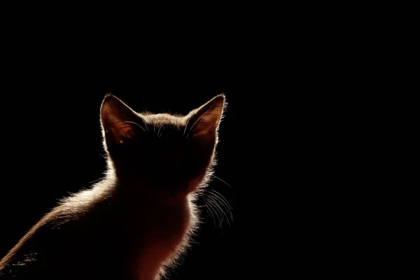 Tiere Haustiere Konzept Silhouette Einer Katze Auf Schwarzem Hintergrund Niedliche — Stockfoto