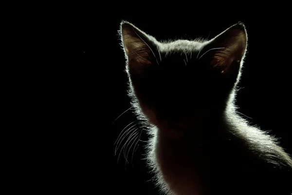 Animales Concepto Mascotas Silueta Gato Sobre Fondo Negro Lindo Gatito — Foto de Stock