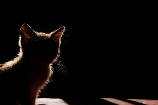 Animals, Pets Concept. Silhouette of a Cat Over Black Background. Cute Stray Kitten.