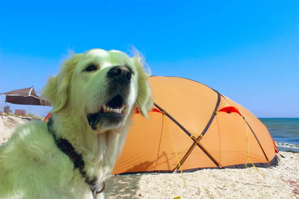 Cropped Shot Of A Dog Sitting Near Tent. Camping Tent In Wilderness By The Seaside. Tent. Dog. Golden Retriever Guarding Tent And Gear For A Hike.