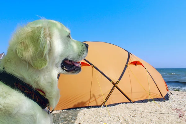 Cropped Shot Of A Dog Sitting Near Tent. Camping Tent In Wilderness By The Seaside. Tent. Dog. Golden Retriever Guarding Tent And Gear For A Hike.