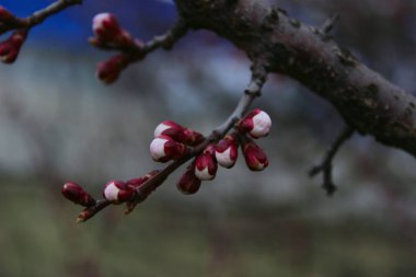 Bulanık atış şube. Çiçeklenme ağacının kırpılmış shot. Soyut doğa arka plan.