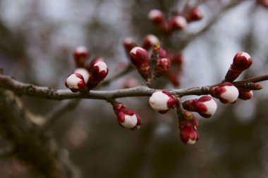 Bulanık atış şube. Çiçeklenme ağacının kırpılmış shot. Soyut doğa arka plan.