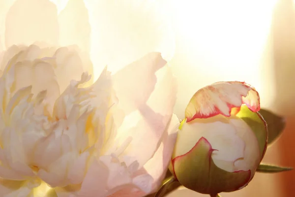 Bulanık Doğa Arka Plan Soyut Botanik Arka Plan Pembe Çiçek — Stok fotoğraf